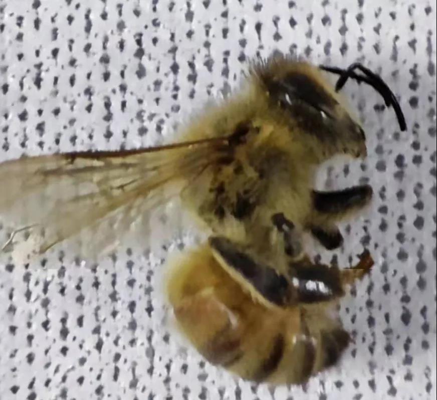 扫描电镜实验用小蜜蜂