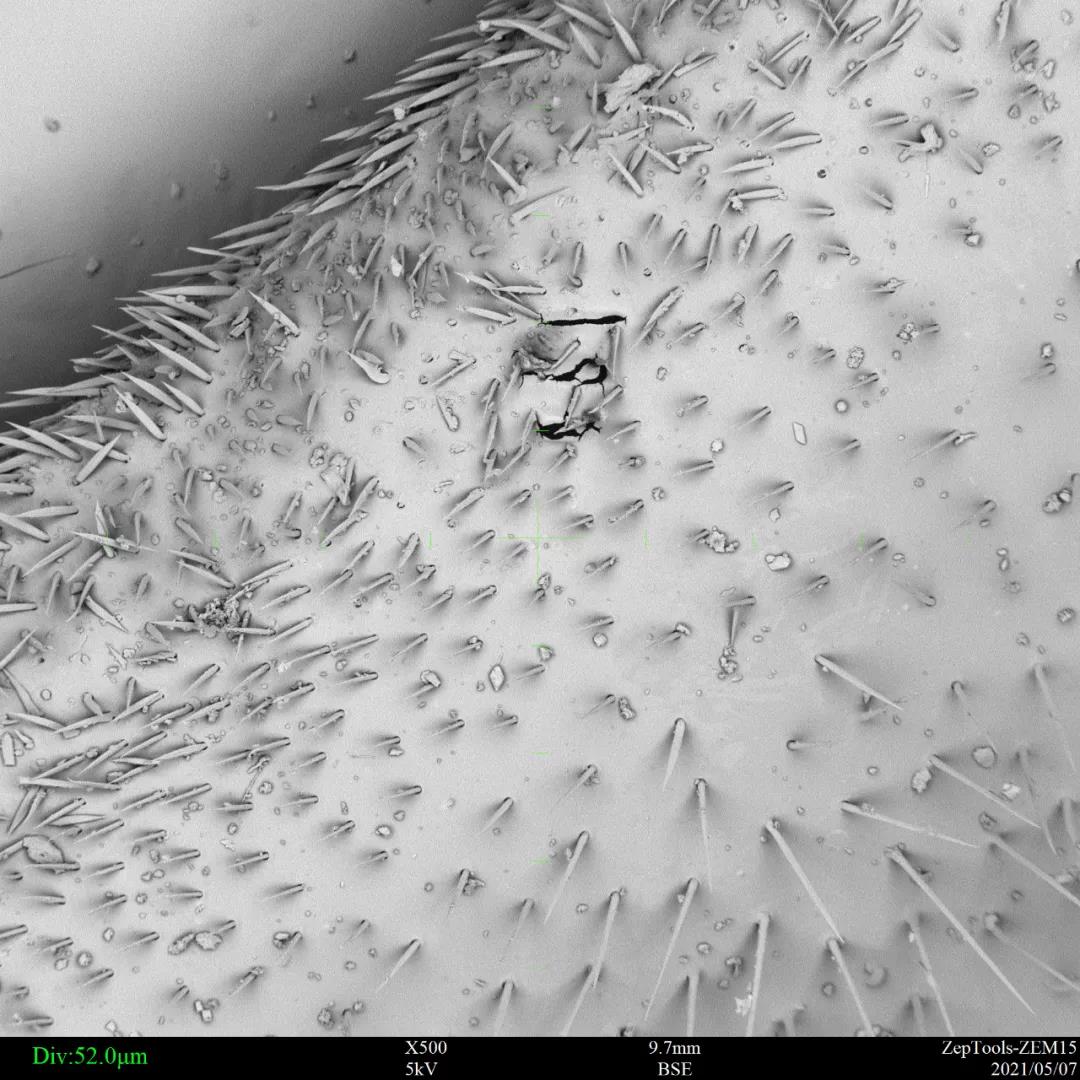 扫描电镜观察蜜蜂翅膀上的毛