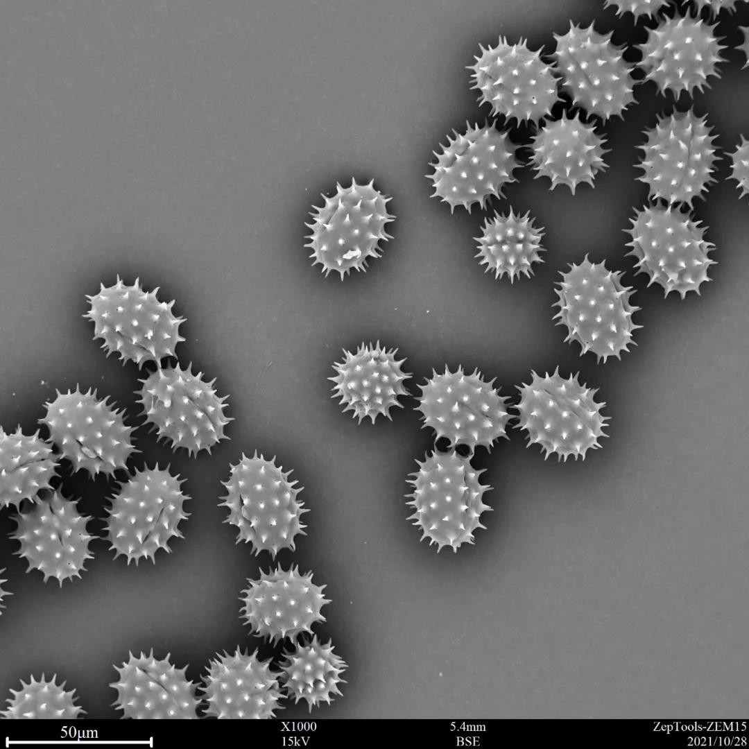 台式扫描电镜1000倍下的黄秋菊花粉